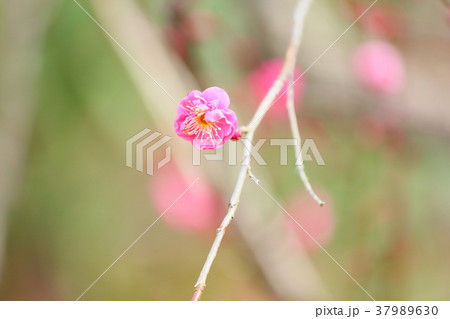 紅梅の花　八重寒紅 37989630