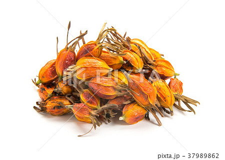 クチナシの実 クチナシの実 37989862