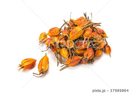 クチナシの実 37989864