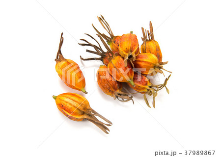 クチナシの実 37989867