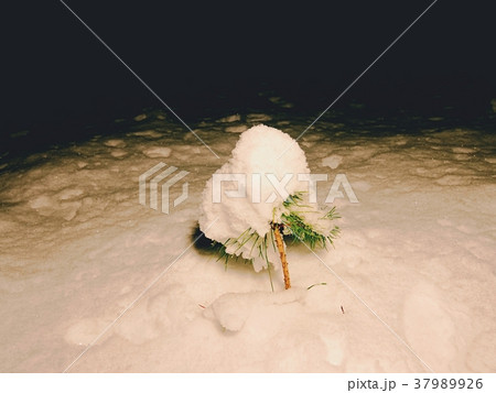 Frozen fresh snow on pine tree branches in night 37989926