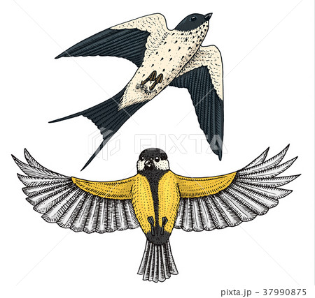 Small birds of barn swallow or martlet and parus 37990875