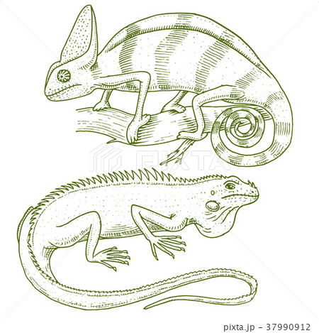 Chameleon Lizard, American green iguana, reptiles 37990912