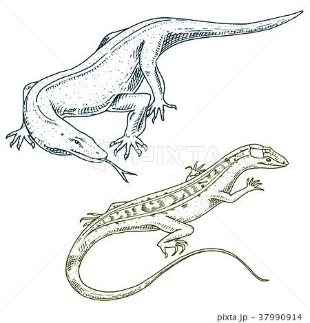 Komodo dragon monitor, American Sand lizard 37990914