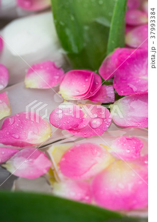 background, environment, floral arrangement 37993384