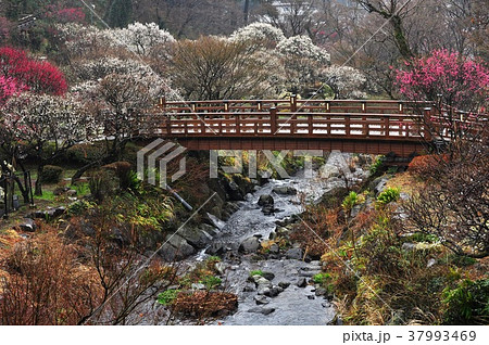 熱海梅園の満開の梅の花と香浮橋 37993469
