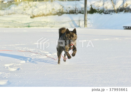 初雪 初雪 37993661