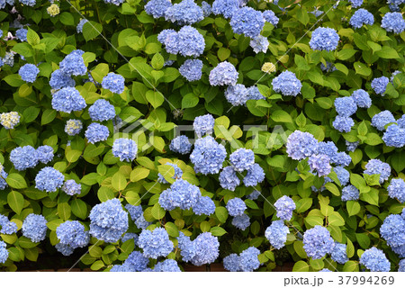 紫陽花 37994269