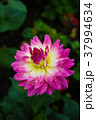 The colorful flowers. 37994634