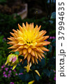 The colorful flowers. 37994635