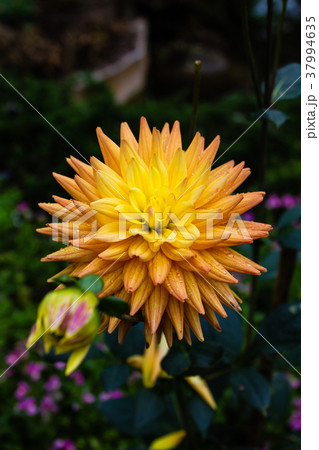 The colorful flowers. The colorful flowers. 37994635
