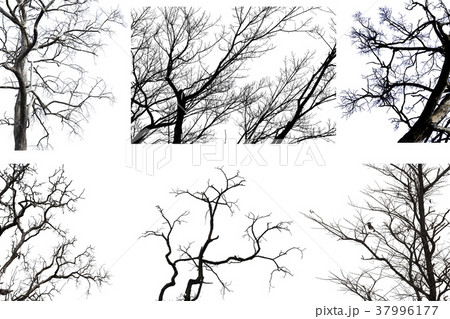 Set of Dead branches , dead tree or dry tree  37996177