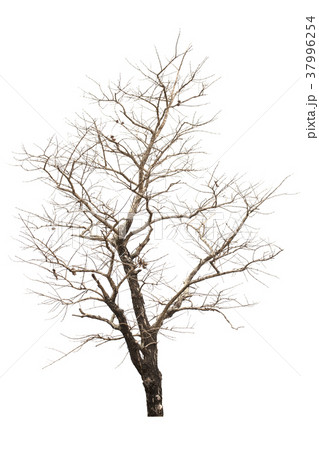 Dead tree on white background. 37996254