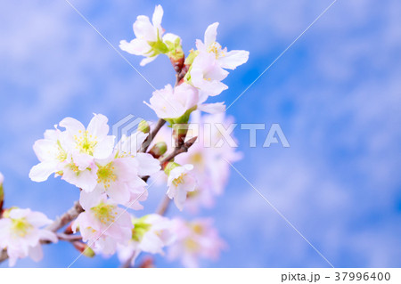 さくら・啓翁桜 さくら・啓翁桜 37996400
