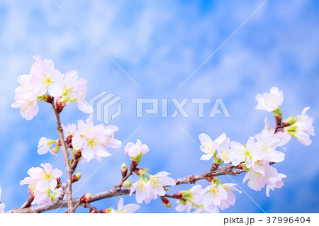 さくら・啓翁桜 さくら・啓翁桜 37996404