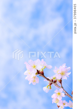 さくら・啓翁桜 37996405