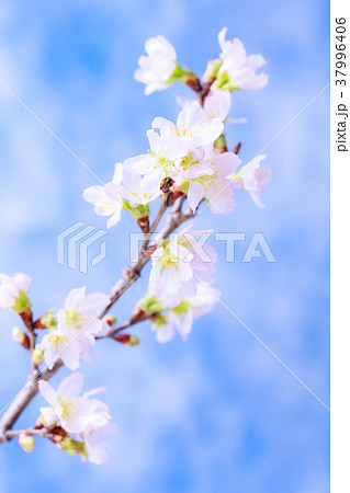 さくら・啓翁桜 さくら・啓翁桜 37996406