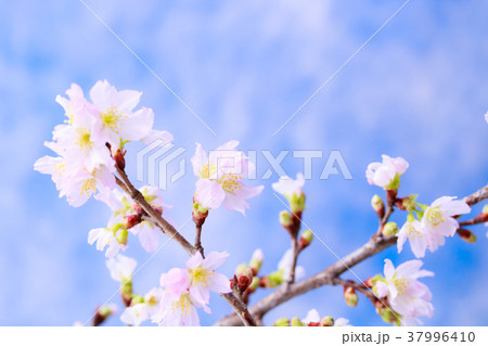 さくら・啓翁桜 さくら・啓翁桜 37996410