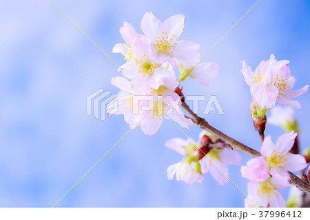 さくら・啓翁桜 37996412