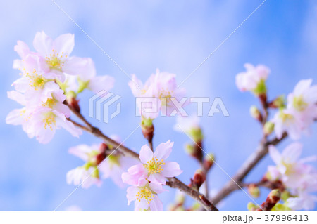 さくら・啓翁桜 さくら・啓翁桜 37996413