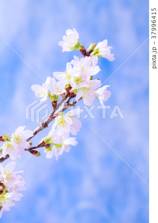 さくら・啓翁桜 さくら・啓翁桜 37996415