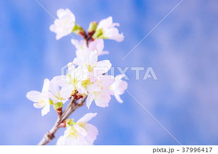 さくら・啓翁桜 37996417