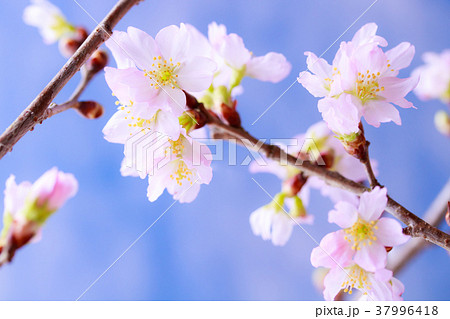さくら・啓翁桜 さくら・啓翁桜 37996418