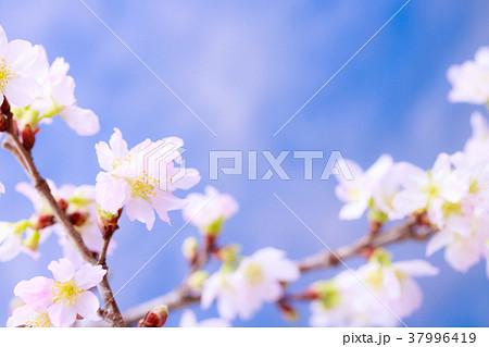 さくら・啓翁桜 さくら・啓翁桜 37996419