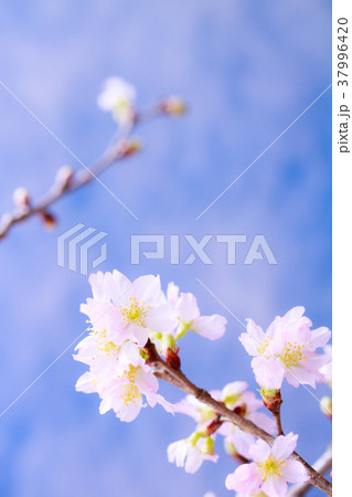 さくら・啓翁桜 さくら・啓翁桜 37996420