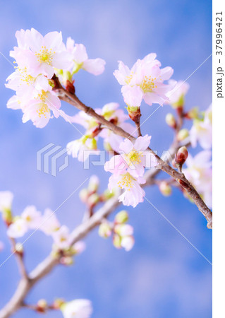 さくら・啓翁桜 37996421