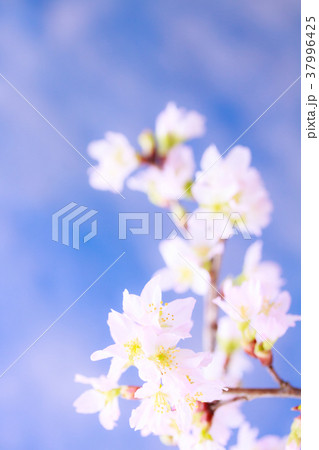 さくら・啓翁桜 さくら・啓翁桜 37996425