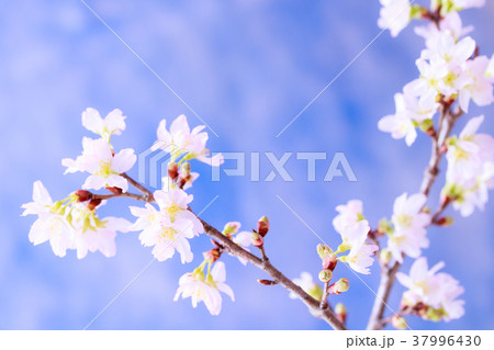 さくら・啓翁桜 さくら・啓翁桜 37996430