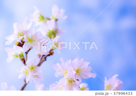 さくら・啓翁桜 さくら・啓翁桜 37996433