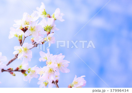 さくら・啓翁桜 37996434