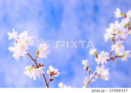 さくら・啓翁桜 さくら・啓翁桜 37996437
