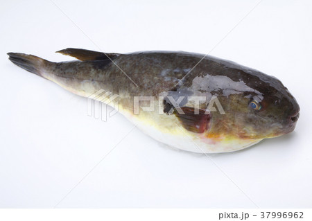 フグ　食材 37996962