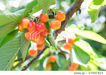 さくらんぼ狩り 37997825