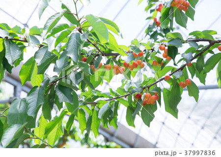 さくらんぼ狩り 37997836