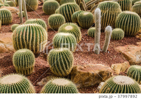 Cactus field background Cactus field background 37997892