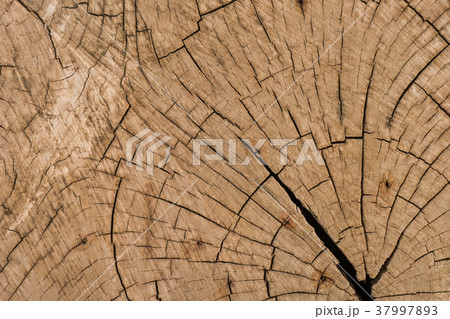 old bark wood background old bark wood background 37997893