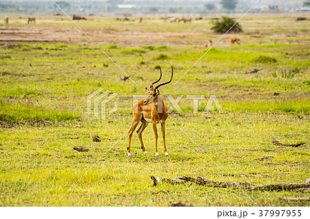 Impala isolate in the savannah plain of Amboseli Impala isolate in the savannah plain of Amboseli 37997955