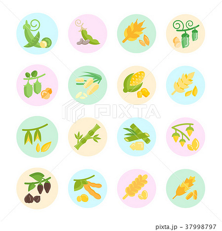 Set Vector Flat Icons of Beans and Cereals 37998797