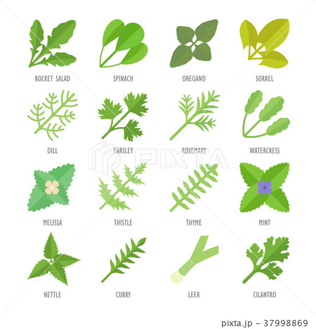 Set Vector Flat Icons of Greenery Set Vector Flat Icons of Greenery 37998869