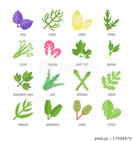 Set Vector Flat Icons of Greenery Set Vector Flat Icons of Greenery 37998870