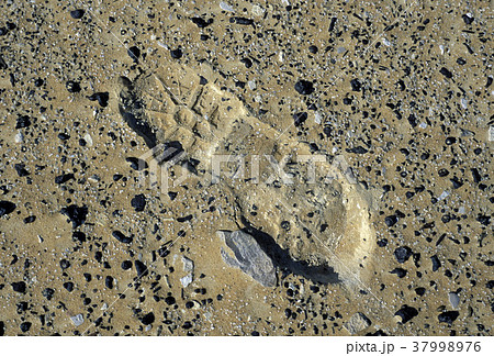 AFRICA EGYPT SAHARA FARAFRA WHITE DESERT AFRICA EGYPT SAHARA FARAFRA WHITE DESERT 37998976