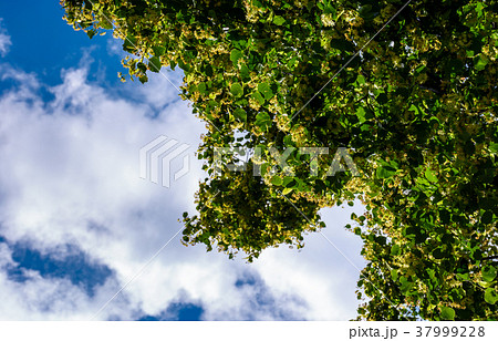 branch of linden tree against the blue sky 37999228