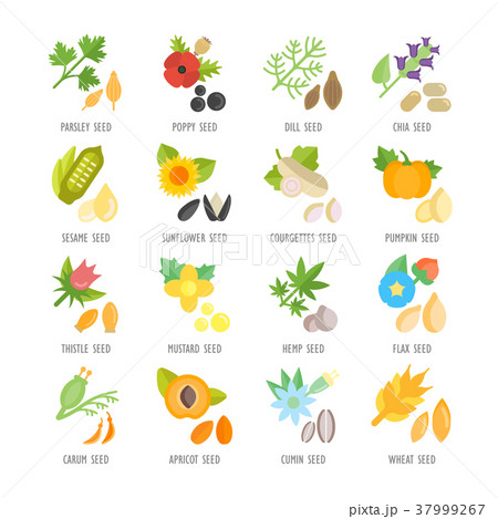 Set Vector Flat Icons of Seeds Set Vector Flat Icons of Seeds 37999267
