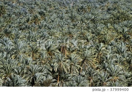 AFRICA EGYPT SAHARA SIWA OASIS AFRICA EGYPT SAHARA SIWA OASIS 37999400