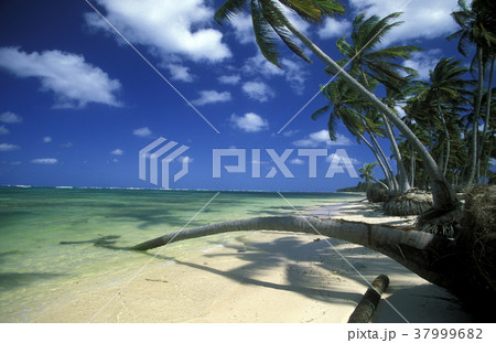 AMERICA CARIBBIAN SEA DOMINICAN REPUBLIC 37999682