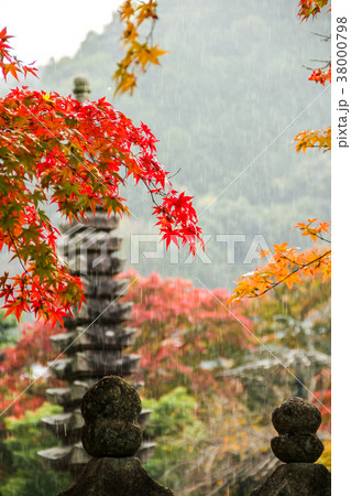 化野念仏寺、紅葉に雨 化野念仏寺、紅葉に雨 38000798